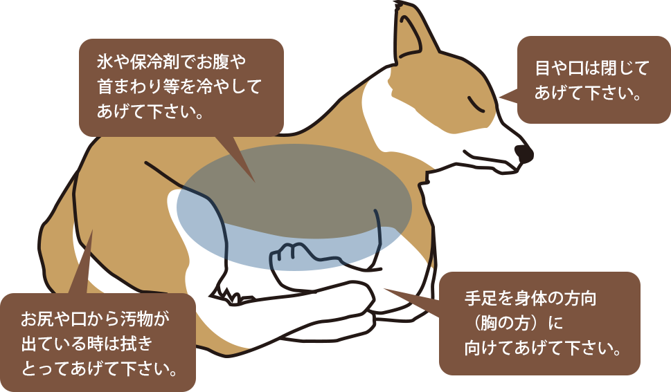 ペットが亡くなった直後にしてあげること